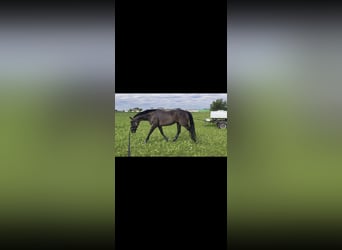 KWPN, Wallach, 10 Jahre, 170 cm, Dunkelbrauner