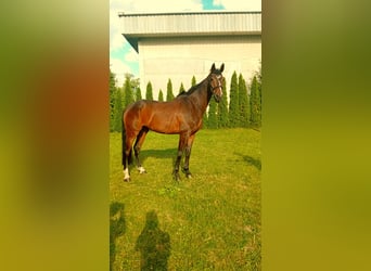 KWPN, Wallach, 10 Jahre, 170 cm, Dunkelbrauner