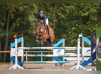 KWPN, Wallach, 10 Jahre, 170 cm, Dunkelbrauner