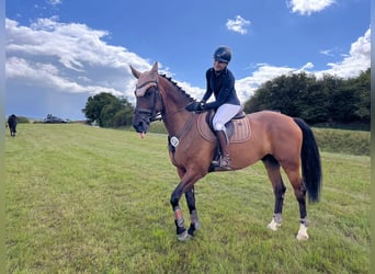 KWPN, Wallach, 10 Jahre, 170 cm, Dunkelbrauner