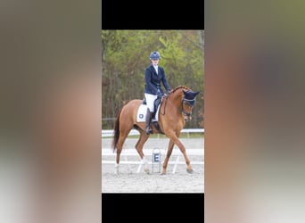 KWPN, Wallach, 10 Jahre, 170 cm, Fuchs