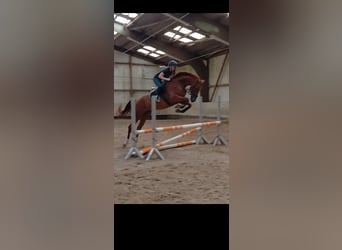 KWPN, Wallach, 10 Jahre, 170 cm, Fuchs