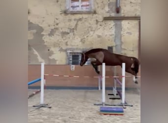 KWPN, Wallach, 10 Jahre, 170 cm, Fuchs