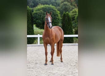 KWPN, Wallach, 10 Jahre, 170 cm, Fuchs