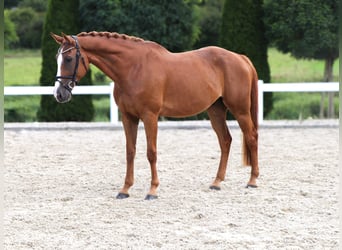 KWPN, Wallach, 10 Jahre, 170 cm, Fuchs