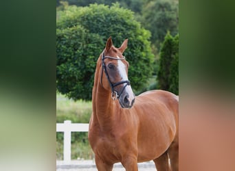 KWPN, Wallach, 10 Jahre, 170 cm, Fuchs