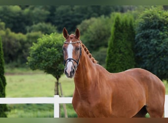 KWPN, Wallach, 10 Jahre, 170 cm, Fuchs
