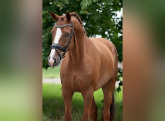 KWPN, Wallach, 10 Jahre, 170 cm, Hellbrauner