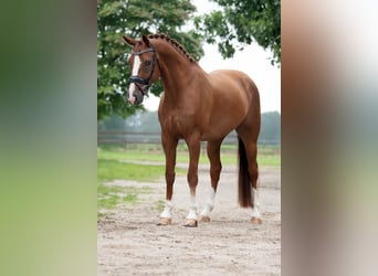 KWPN, Wallach, 10 Jahre, 170 cm, Hellbrauner