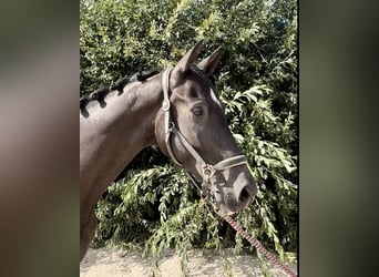 KWPN, Wallach, 10 Jahre, 170 cm, Rappe