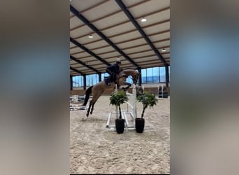 KWPN, Wallach, 10 Jahre, 170 cm, Rotbrauner