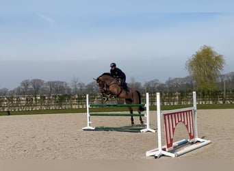 KWPN, Wallach, 10 Jahre, 170 cm, Rotbrauner