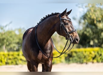 KWPN, Wallach, 10 Jahre, 170 cm, Schwarzbrauner