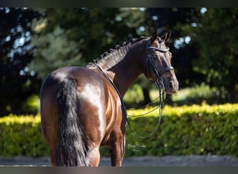 KWPN, Wallach, 10 Jahre, 170 cm, Schwarzbrauner