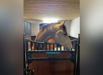 KWPN, Wallach, 10 Jahre, 171 cm, Brauner