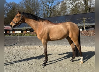 KWPN, Wallach, 10 Jahre, 171 cm, Brauner