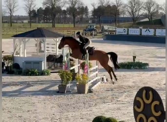 KWPN, Wallach, 10 Jahre, 171 cm, Brauner