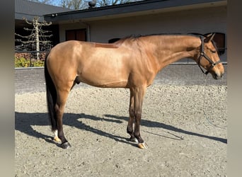 KWPN, Wallach, 10 Jahre, 171 cm, Brauner