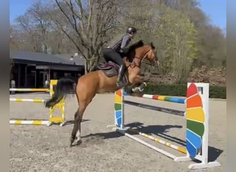 KWPN, Wallach, 10 Jahre, 171 cm, Brauner