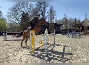 KWPN, Wallach, 10 Jahre, 171 cm, Brauner