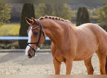 KWPN, Wallach, 10 Jahre, 171 cm, Fuchs