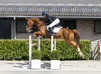 KWPN, Wallach, 10 Jahre, 171 cm