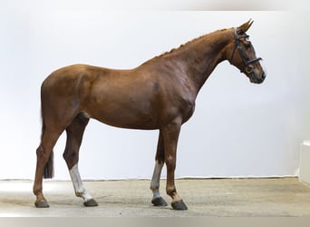 KWPN, Wallach, 10 Jahre, 171 cm