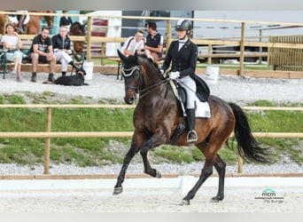 KWPN, Wallach, 10 Jahre, 172 cm, Dunkelbrauner