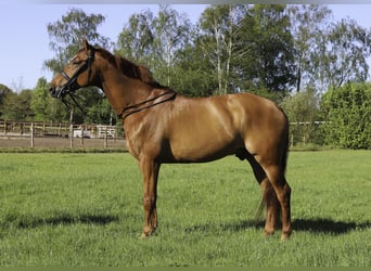 KWPN, Wallach, 10 Jahre, 172 cm, Dunkelfuchs