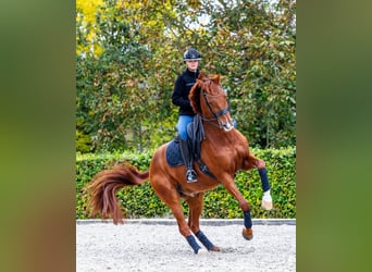 KWPN, Wallach, 10 Jahre, 172 cm, Fuchs