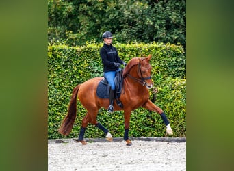 KWPN, Wallach, 10 Jahre, 172 cm, Fuchs
