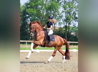 KWPN, Wallach, 10 Jahre, 172 cm, Fuchs