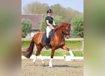 KWPN, Wallach, 10 Jahre, 172 cm, Fuchs