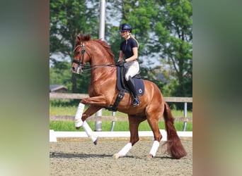 KWPN, Wallach, 10 Jahre, 172 cm, Fuchs
