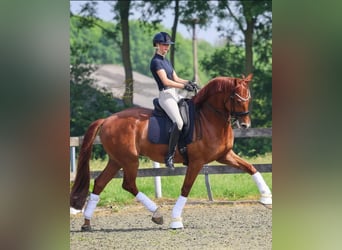 KWPN, Wallach, 10 Jahre, 172 cm, Fuchs