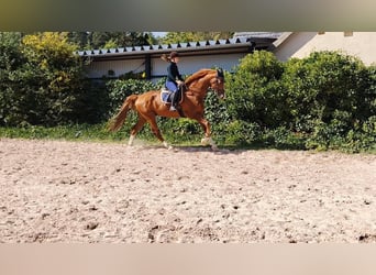 KWPN, Wallach, 10 Jahre, 172 cm, Fuchs