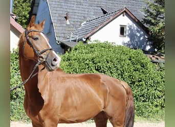 KWPN, Wallach, 10 Jahre, 172 cm, Fuchs