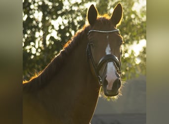 KWPN, Wallach, 10 Jahre, 172 cm, Fuchs