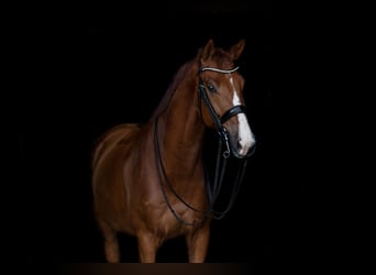KWPN, Wallach, 10 Jahre, 172 cm, Fuchs