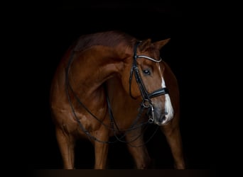 KWPN, Wallach, 10 Jahre, 172 cm, Fuchs