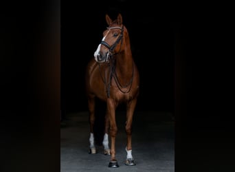 KWPN, Wallach, 10 Jahre, 172 cm, Fuchs