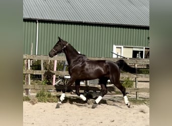 KWPN, Wallach, 10 Jahre, 172 cm, Rappe