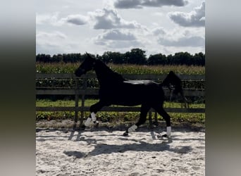 KWPN, Wallach, 10 Jahre, 172 cm, Rappe