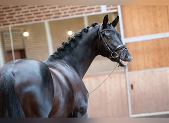 KWPN, Wallach, 10 Jahre, 172 cm, Rappe