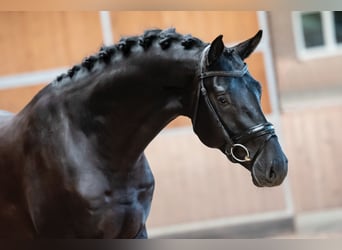 KWPN, Wallach, 10 Jahre, 172 cm, Rappe