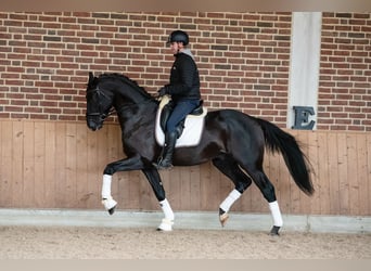 KWPN, Wallach, 10 Jahre, 172 cm, Rappe
