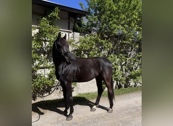 KWPN, Wallach, 10 Jahre, 172 cm, Rappe