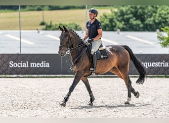 KWPN, Wallach, 10 Jahre, 172 cm, Rotbrauner