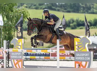 KWPN, Wallach, 10 Jahre, 172 cm, Rotbrauner