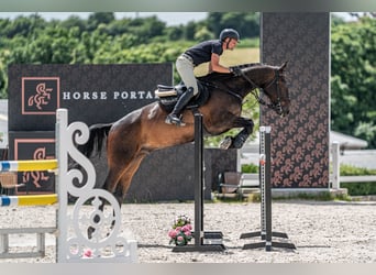 KWPN, Wallach, 10 Jahre, 172 cm, Rotbrauner